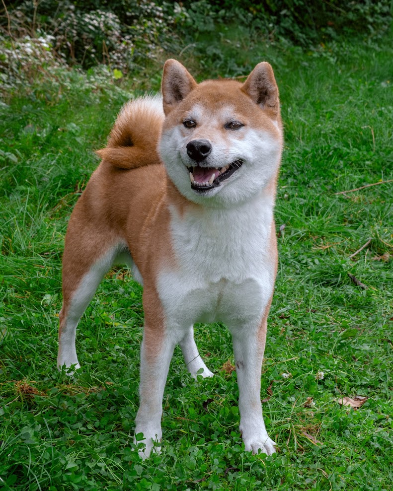 Takashi kimiko Yamato